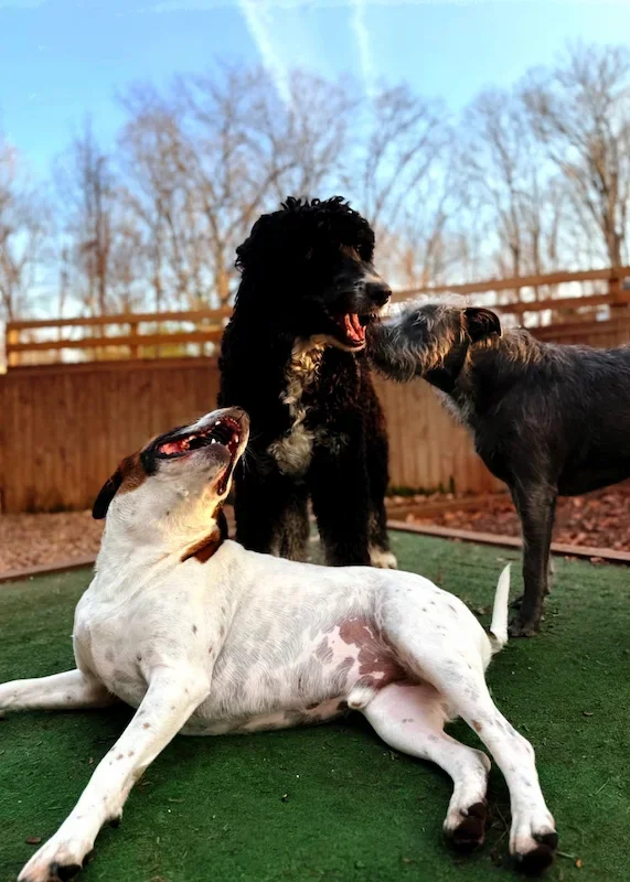 Three dogs playing on a green artificial turf yard outdoors, with bare trees and a wooden fence in the background.