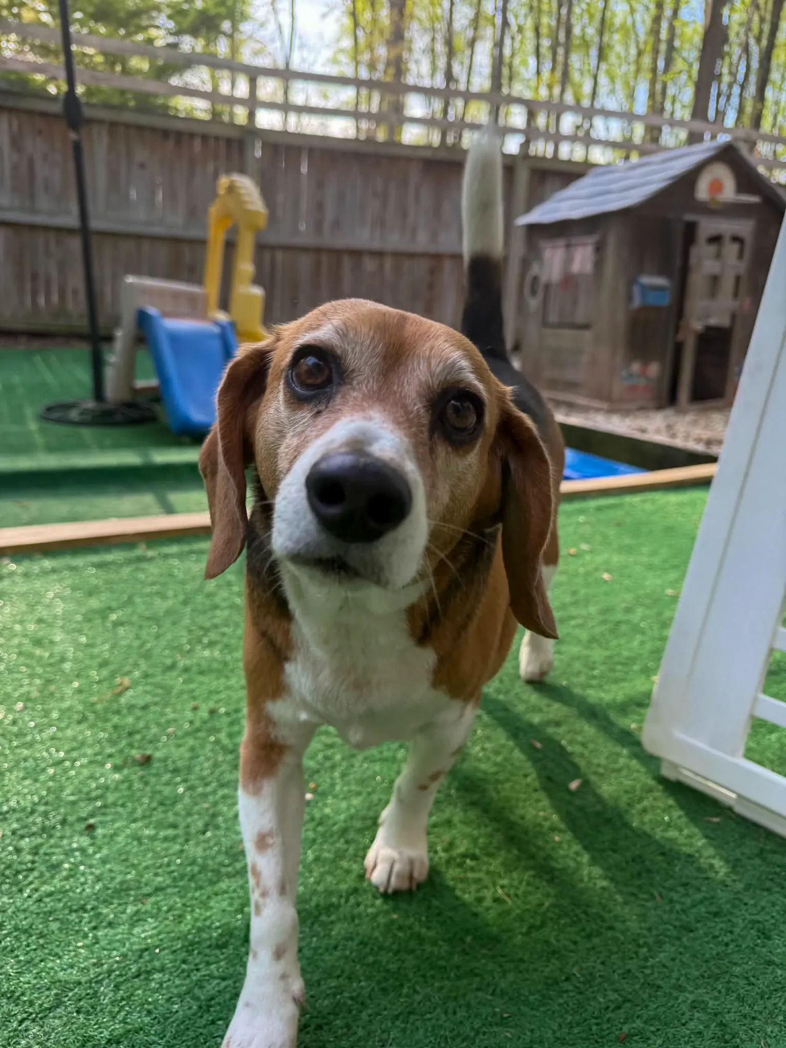 Close-up of a beagle dog standing on green artificial turf, looking into the camera with large, expressive eyes. In the background, there is a wooden fence, a small wooden doghouse, and some outdoor play equipment, with trees and sunlight filtering through the leaves.