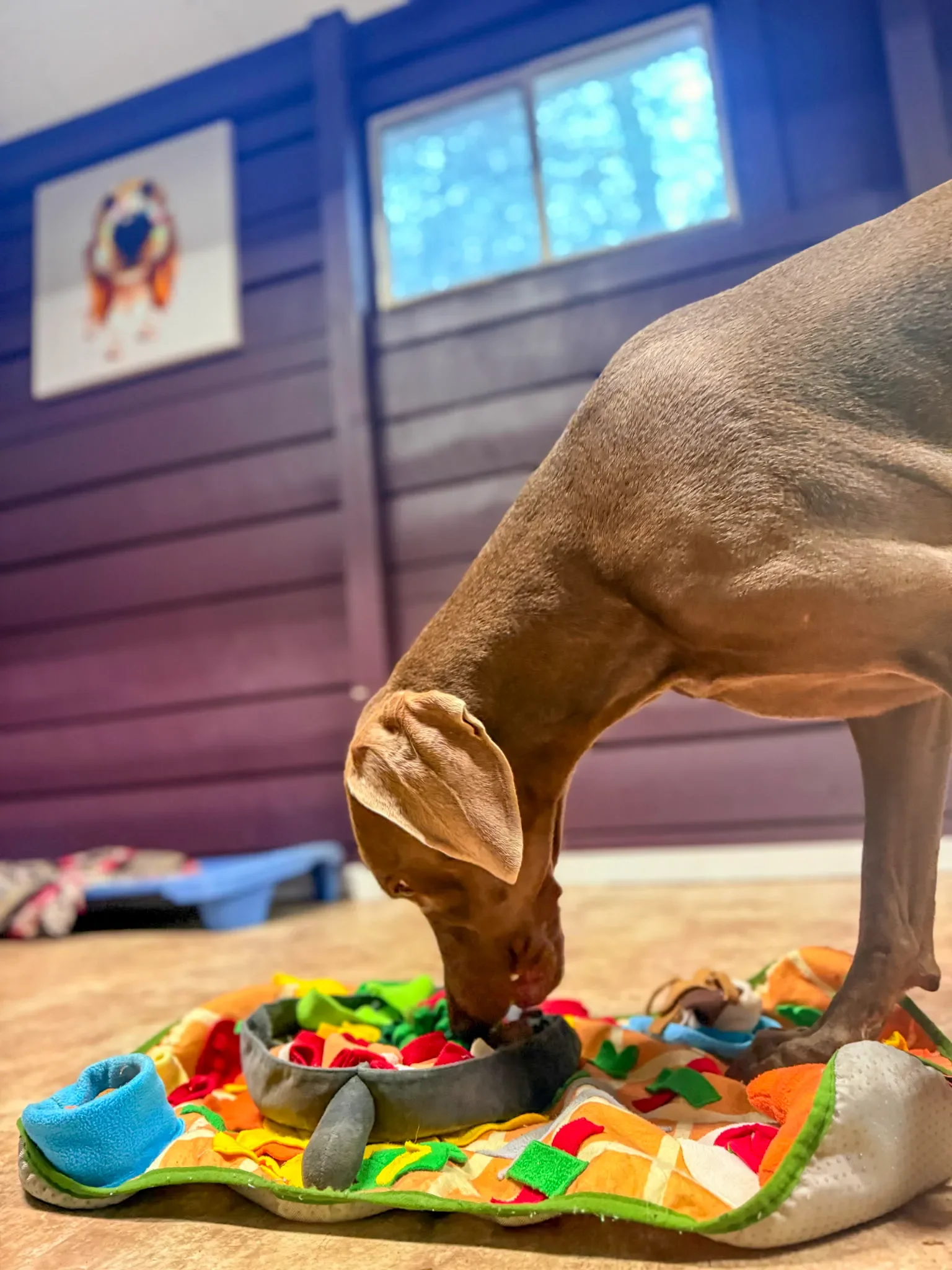 A grey Weimaraner dog sniffing a colorful sniff mat toy on a blanket in a room with purple walls and a window.