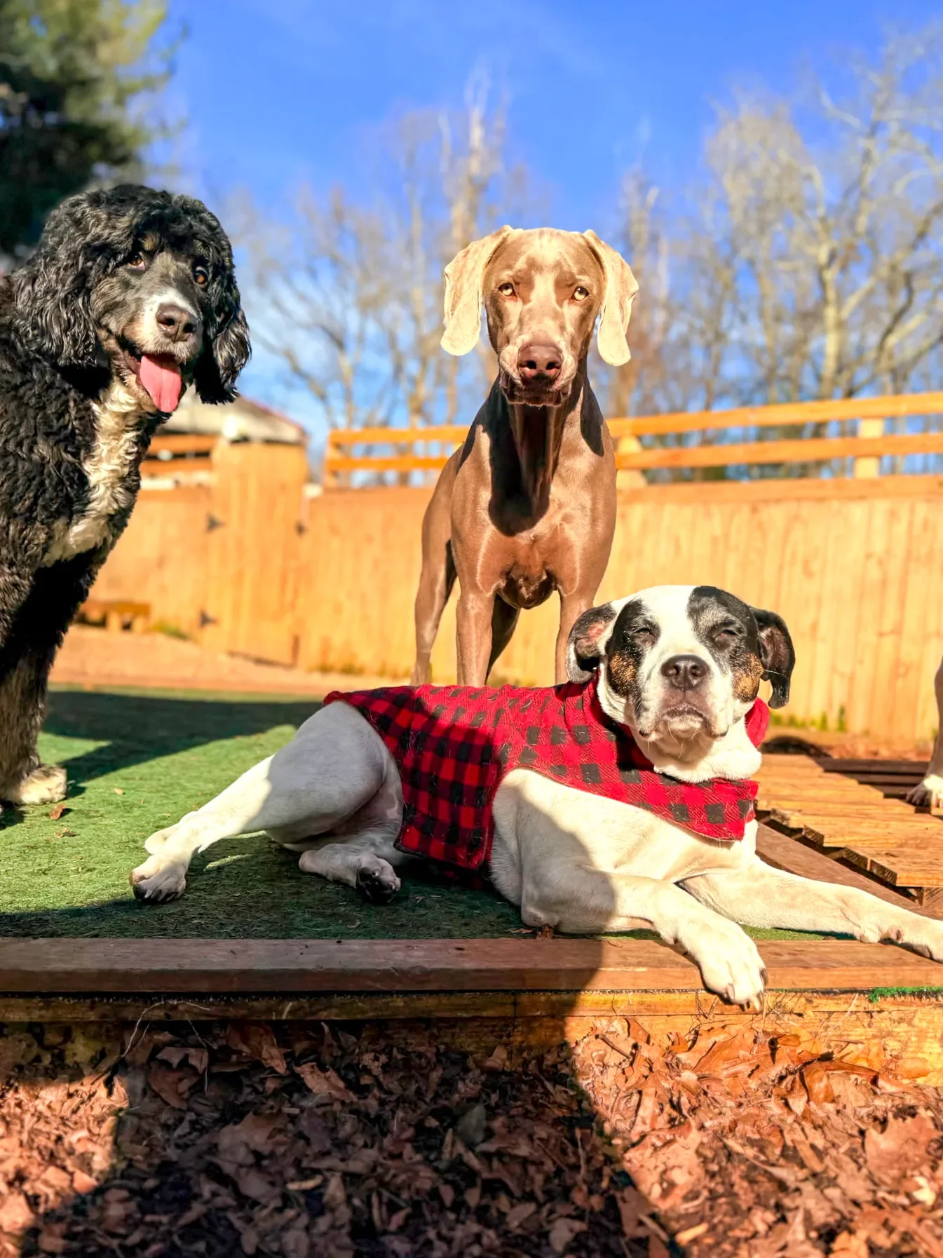 Three dogs outdoors on a sunny day with a wooden fence and trees in the background. One dog is laying down wearing a red and black checkered vest. The others are standing nearby.