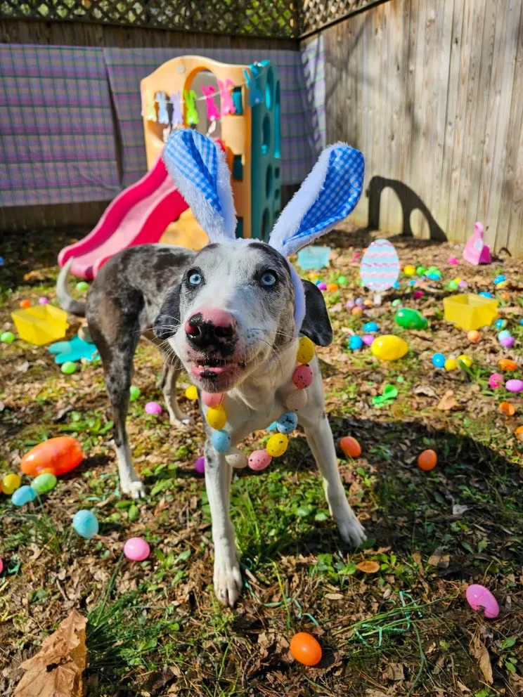 A dog wearing Easter bunny ears and a colorful beaded necklace, standing in an outdoor yard with plastic Easter eggs scattered around, a small slide, and a playset in the background at Sit. Play. Stay. enrichment daycare in Bowie, MD.