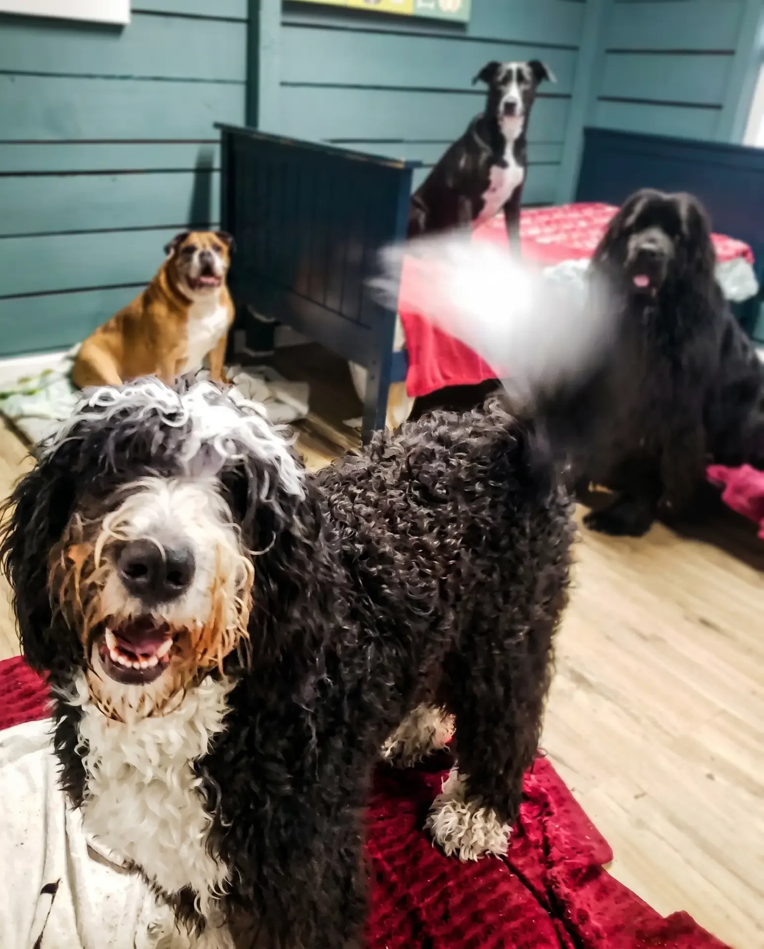 Multiple dogs, including a black curly-coated dog, a large black and white dog, and a smaller tan and white dog, gathered together indoors on a wooden floor with a red rug at Sit. Play. Stay. dog daycare and boarding in Bowie, MD.