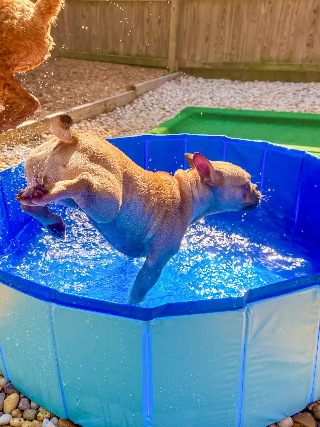 A small dog at Sit. Play. Stay. dog daycare in Bowie, MD. jumping into a blue plastic pool filled with water, with its body partially submerged and one paw lifted.