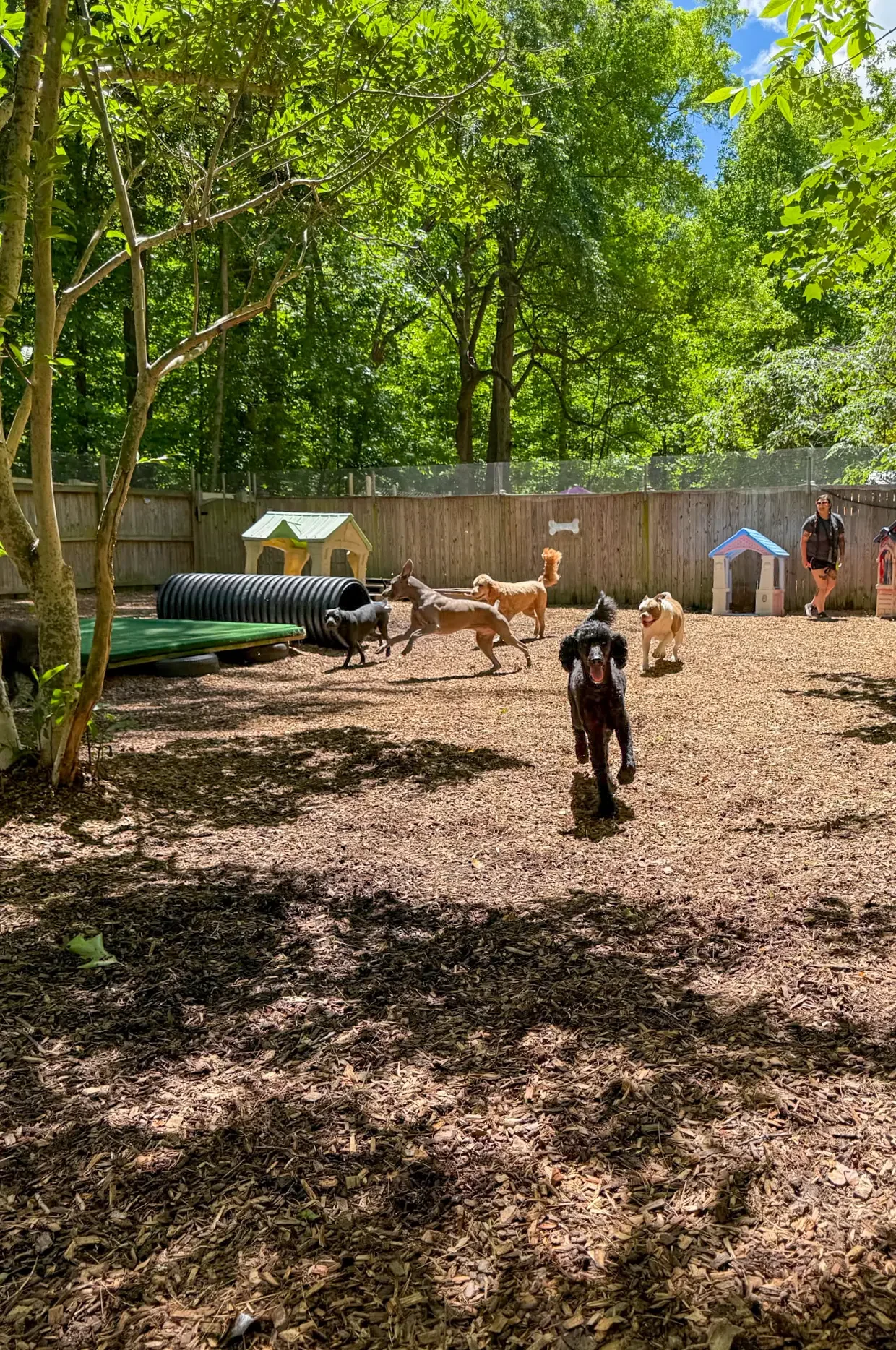 Dog park with multiple dogs playing, small houses for dogs, agility tunnel, and woman walking a dog, surrounded by trees and a wooden fence.