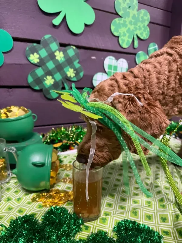 A brown dog wearing green shamrock-themed ribbon decorations drinking from a clear glass. The background features green paper shamrocks on a purple wooden wall, and the table is decorated with green and gold St. Patrick's Day-themed items, including a green bucket with gold coins, green tinsel, and a patterned tablecloth