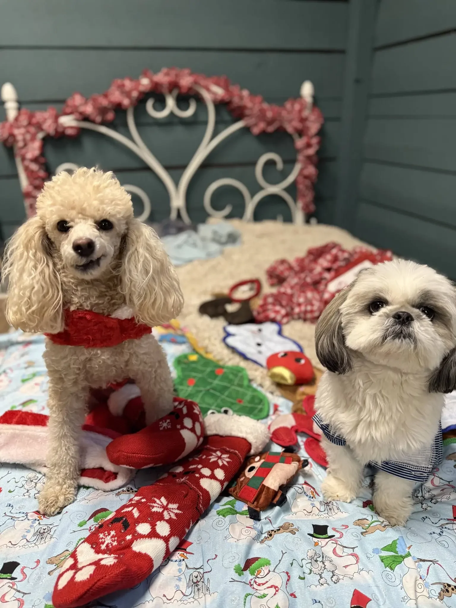 Two dogs in Christmas sweaters sitting among holiday decorations including Christmas stockings, wrapping paper, and toys on a table with a festive holiday tablecloth. One dog is a cream-colored poodle with long, curly ears and a red sweater. The other is a small black and white dog with a striped sweater.