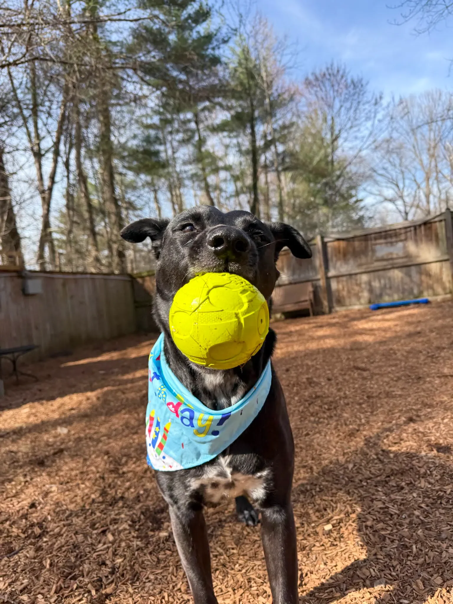 A black and white dog holding a yellow tennis ball in its mouth, wearing a colorful birthday bandana, outdoors on a wood chip ground with trees and a wooden fence in the background.