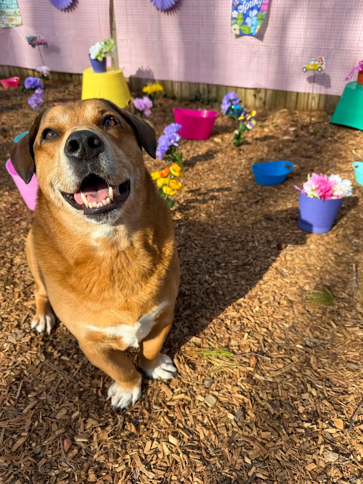 A smiling brown and white dog sitting on a bed of wood chips, with colorful flower buckets and decorations on a pink backdrop behind it.