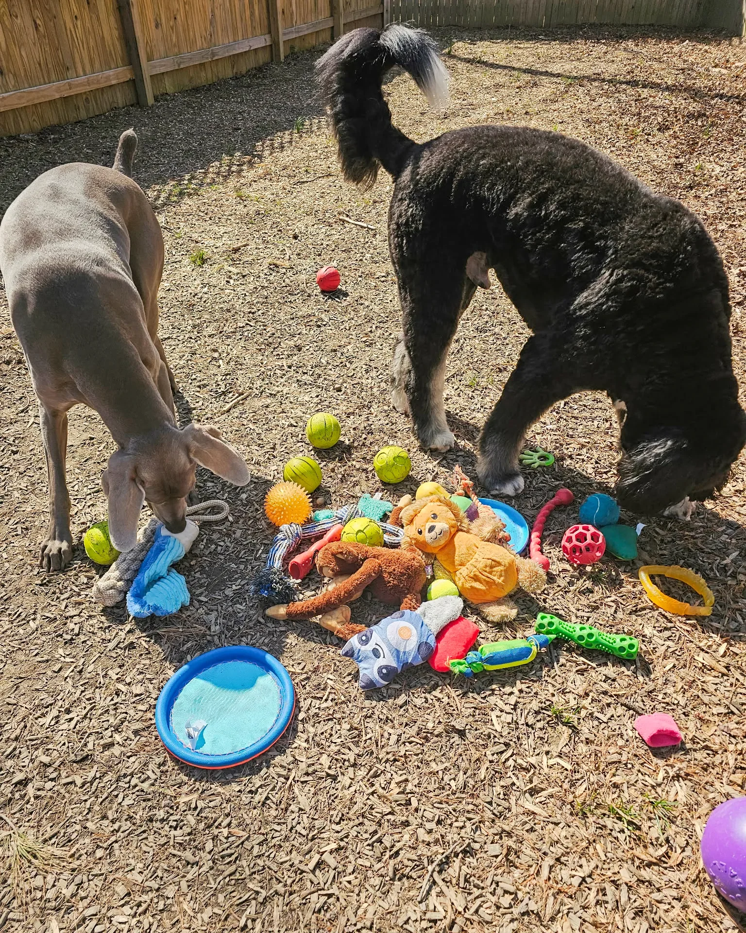 Two dogs, one black and one gray, in a backyard with toys scattered on the ground, including tennis balls, plush toys, and rubber chew toys, surrounded by a wooden fence.