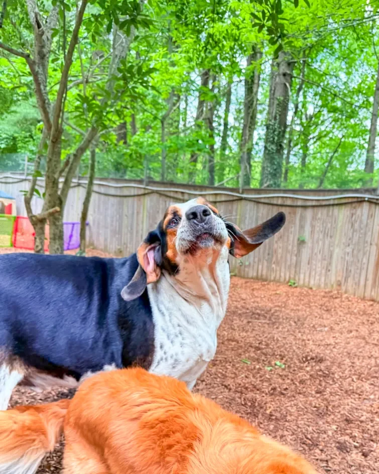 A happy dog with black, white, and brown fur outdoors in a backyard with trees and a wooden fence.