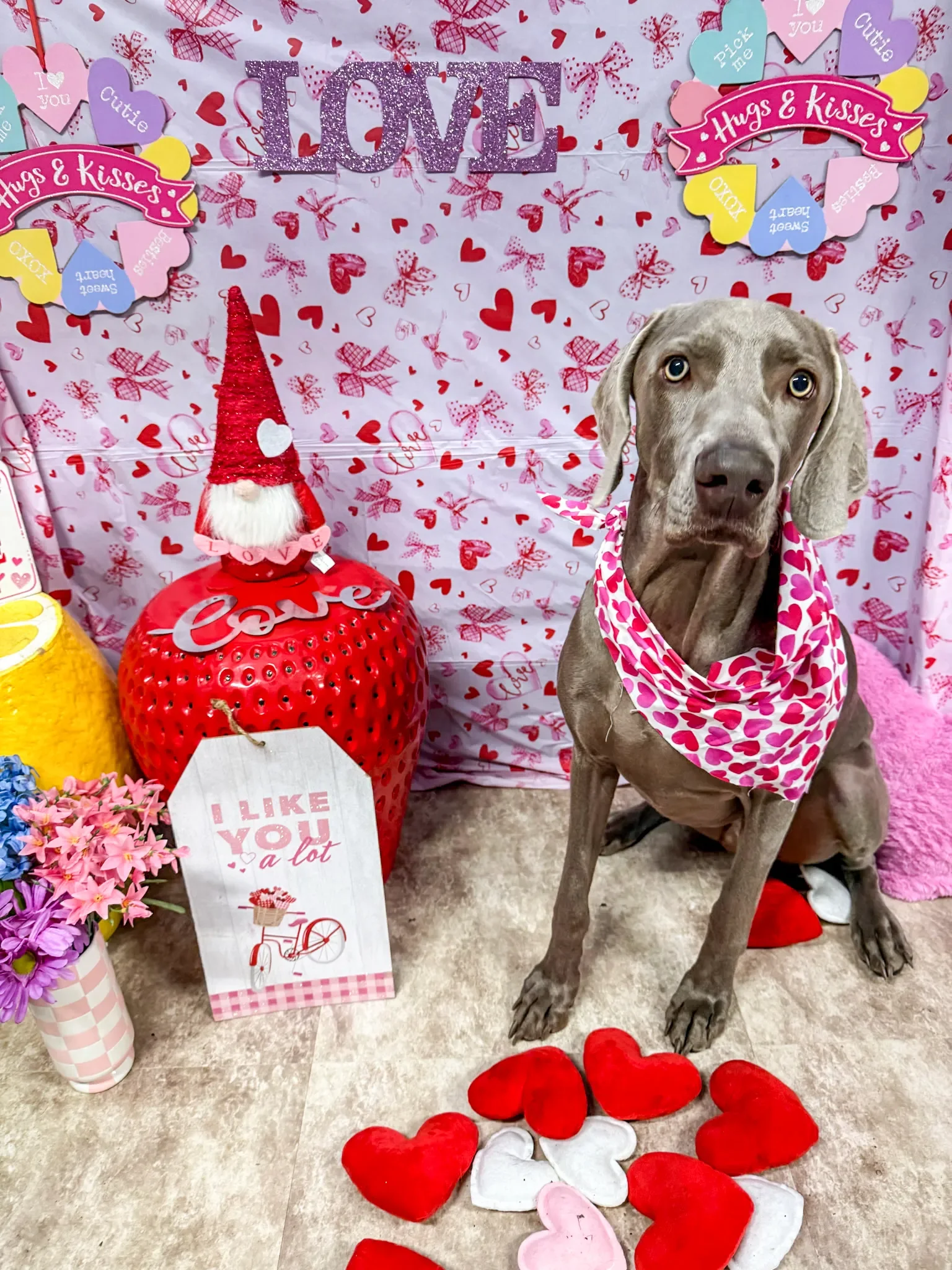 A gray Weimaraner dog sitting indoors in front of a Valentine's Day themed backdrop, wearing a pink and red heart-patterned bandana, with heart-shaped cushions arranged on the floor around it. The background features pink, red, and purple decorations with words like 'LOVE' and messages of affection. There are also pink and purple paper hearts and flower arrangements.