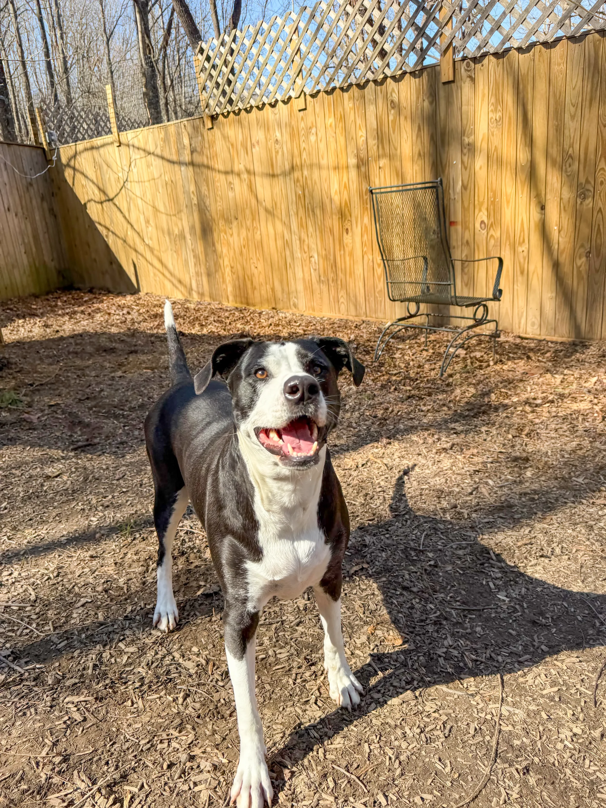 A happy black and white dog standing on dirt ground in a backyard surrounded by a wooden fence and a lattice top fence, with trees in the background at Sit. Play. Stay. dog daycare in Bowie, MD..