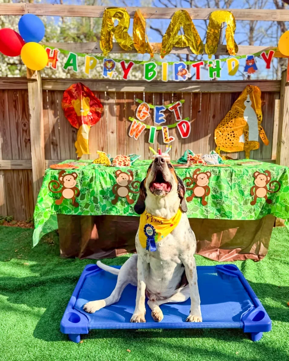 Dog wearing a yellow bandana sitting on a blue platform in front of a jungle-themed birthday party setup, with a table decorated with monkey print tablecloth and animal balloons, a banner spelling 'HAPPY BIRTHDAY,' and large gold balloons spelling 'RITA' behind the table.