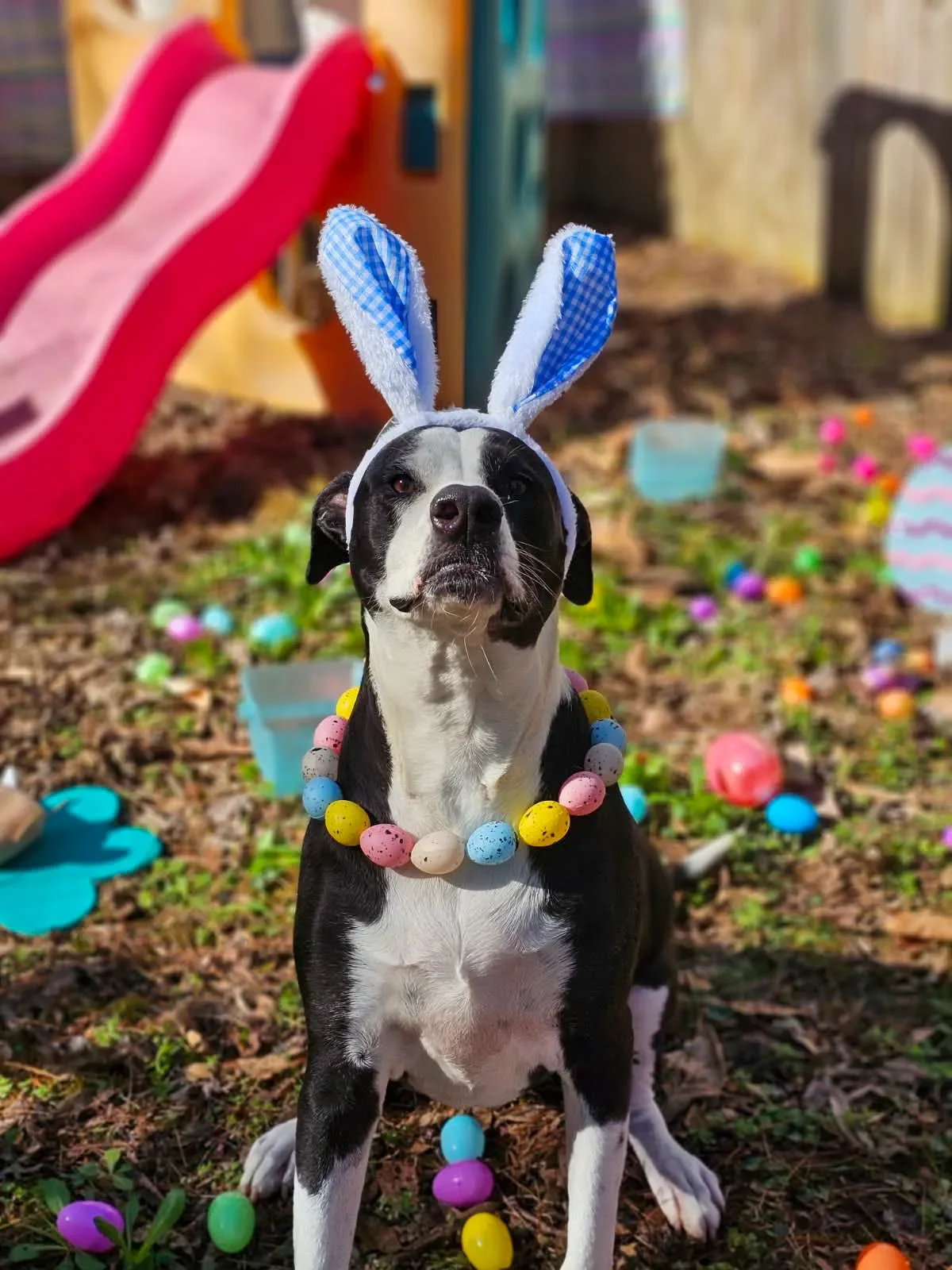Dog wearing bunny ears, a colorful bead necklace, and an Easter egg necklace outdoors, with Easter decorations and toys scattered on the ground.
