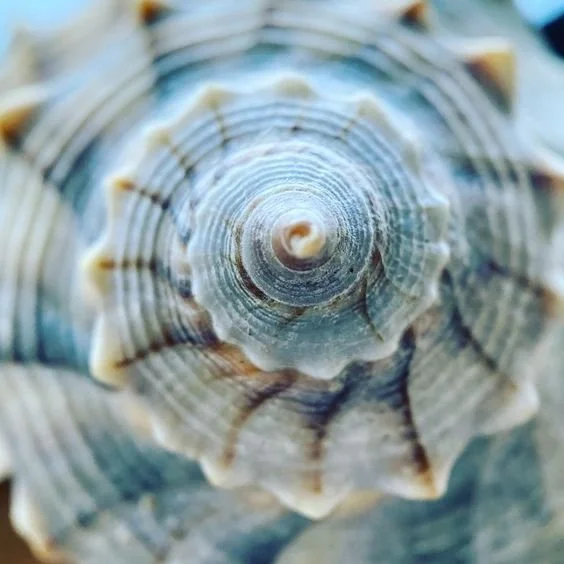 Close-up of a spiral seashell showing detailed ridges and patterns.