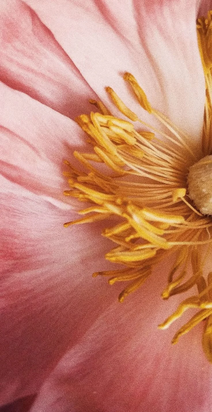 Close-up of a pink flower's reproductive structures, showing yellow stamens and pink petals.