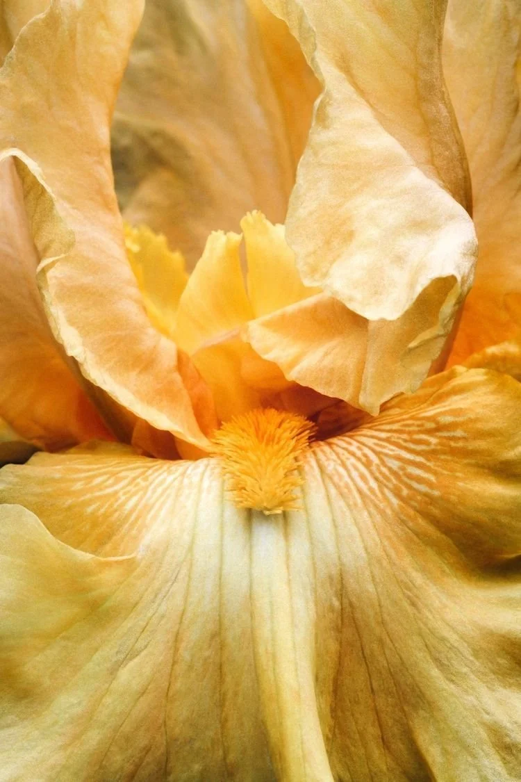 Close-up view of a yellow iris flower with delicate petals and intricate details.