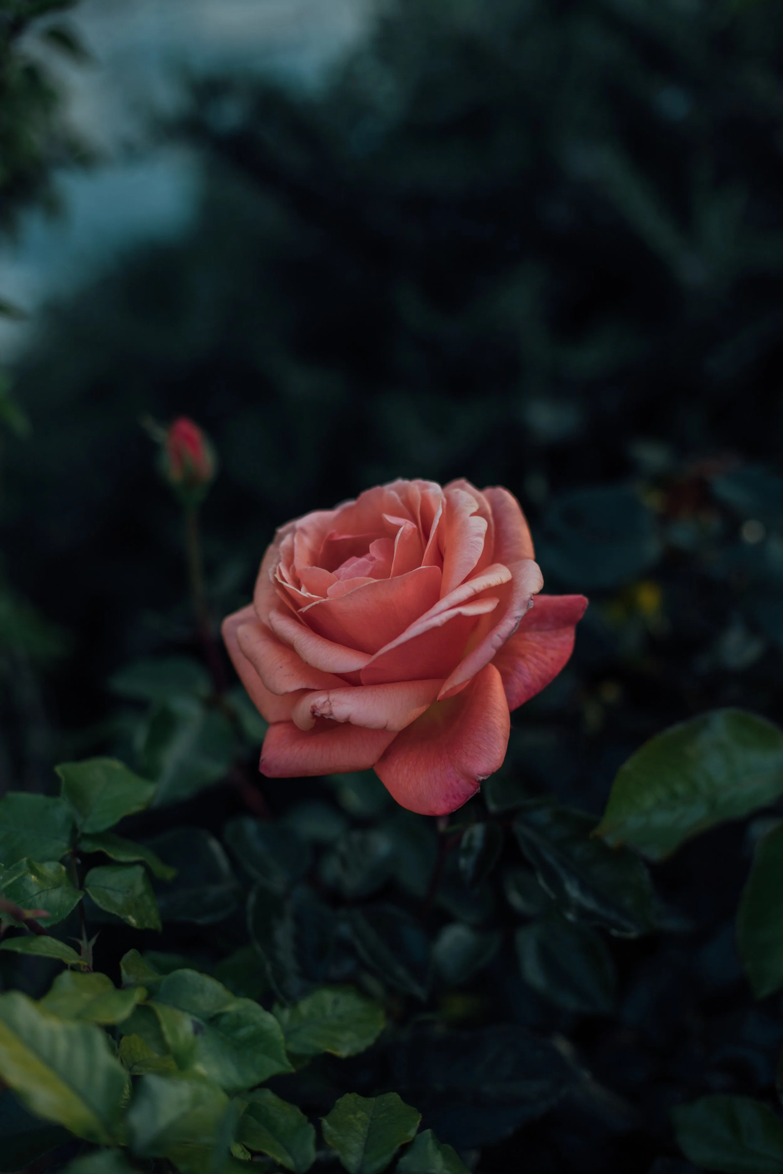 A pink rose held by a person's hand amidst green foliage.