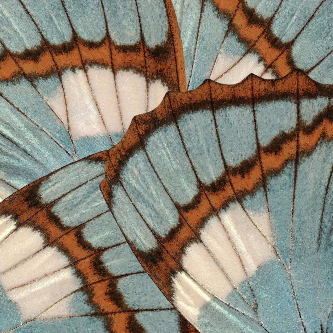 Close-up image of blue butterfly wings with brown and black markings.