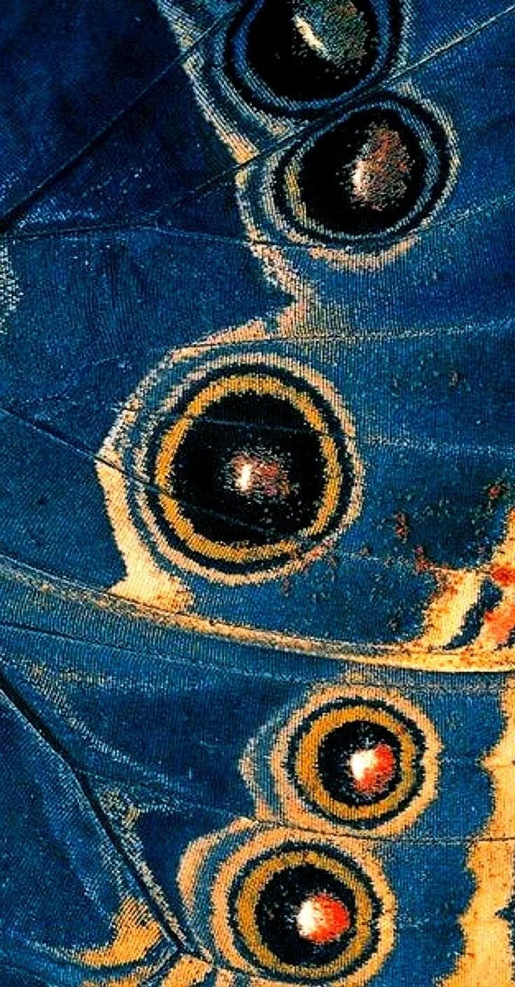 Close-up of peacock feathers with eye-like patterns in blue, green, gold, and black colors.