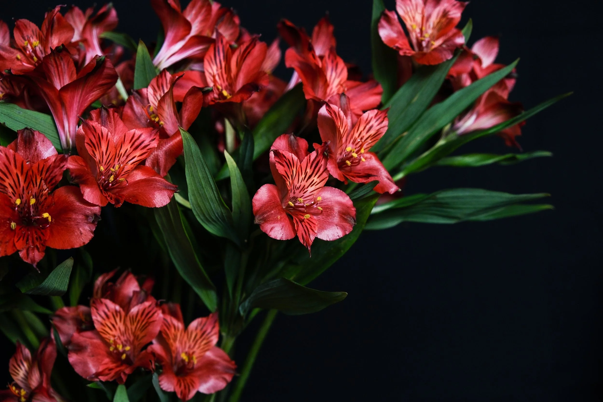 (Amaryllis)

Scars littered your skin.
Catching the half light in a silvery glow.
Chin raised–
unyielding, unbowed.
So defiant you are, as you wear your wounds
like armor.
Forged not to hide your pain, but to reflect it,
mirrored. 