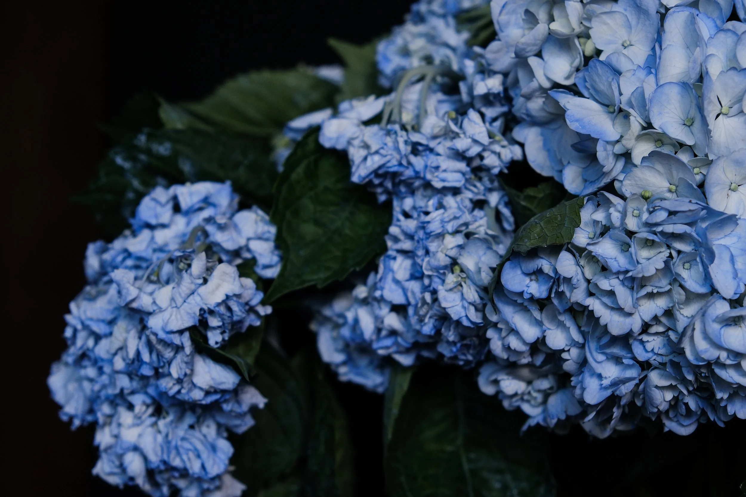 (Hydrangeas)

You were the thing that
was rotting within me.
The vaunt of your voice–
honeyed and cloying.
It consumed. 