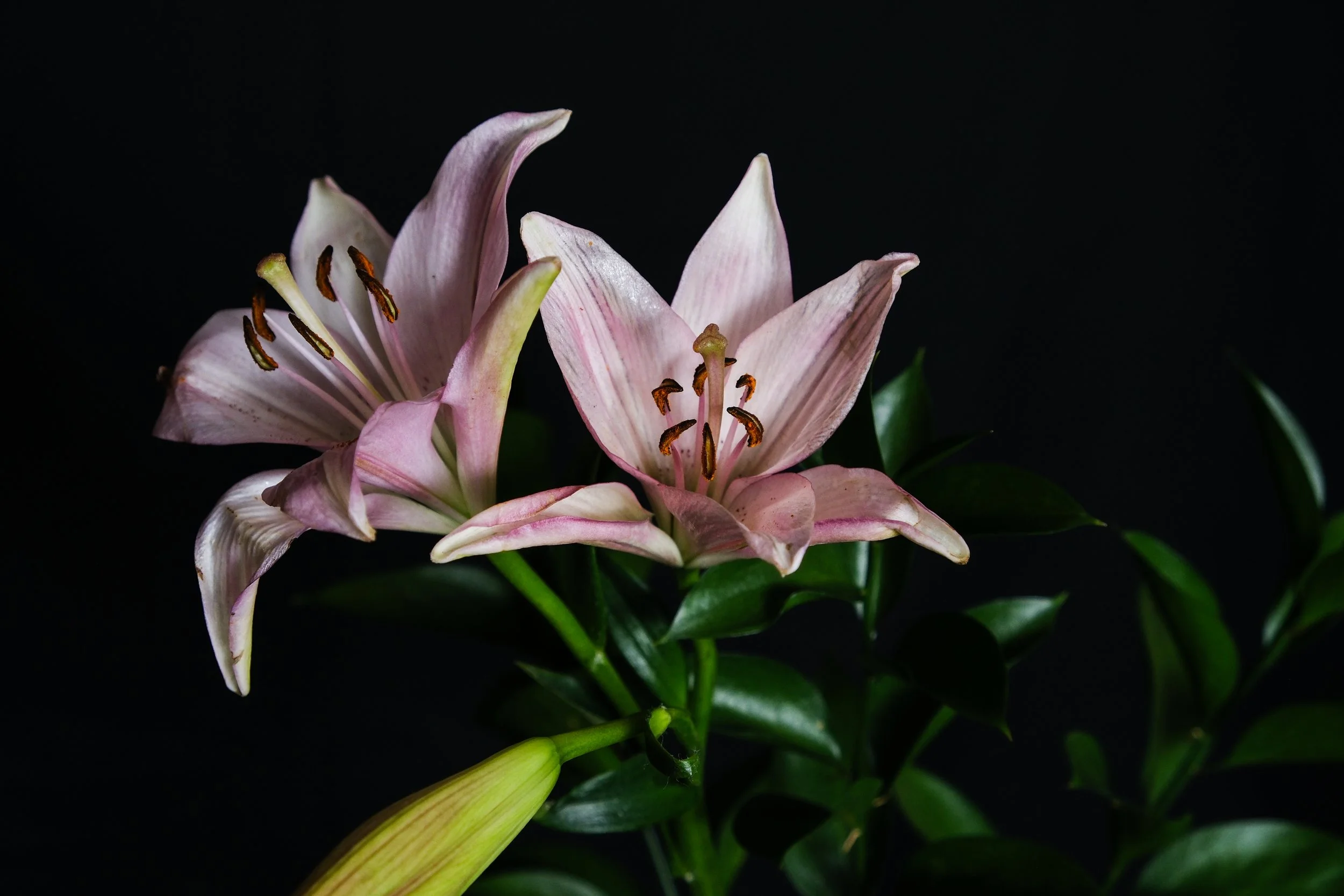 (Lilies)

I see the darkness where you see the light.
Your touch feather light as I am kissed from
behind.
turned you are ignited within your purity. 