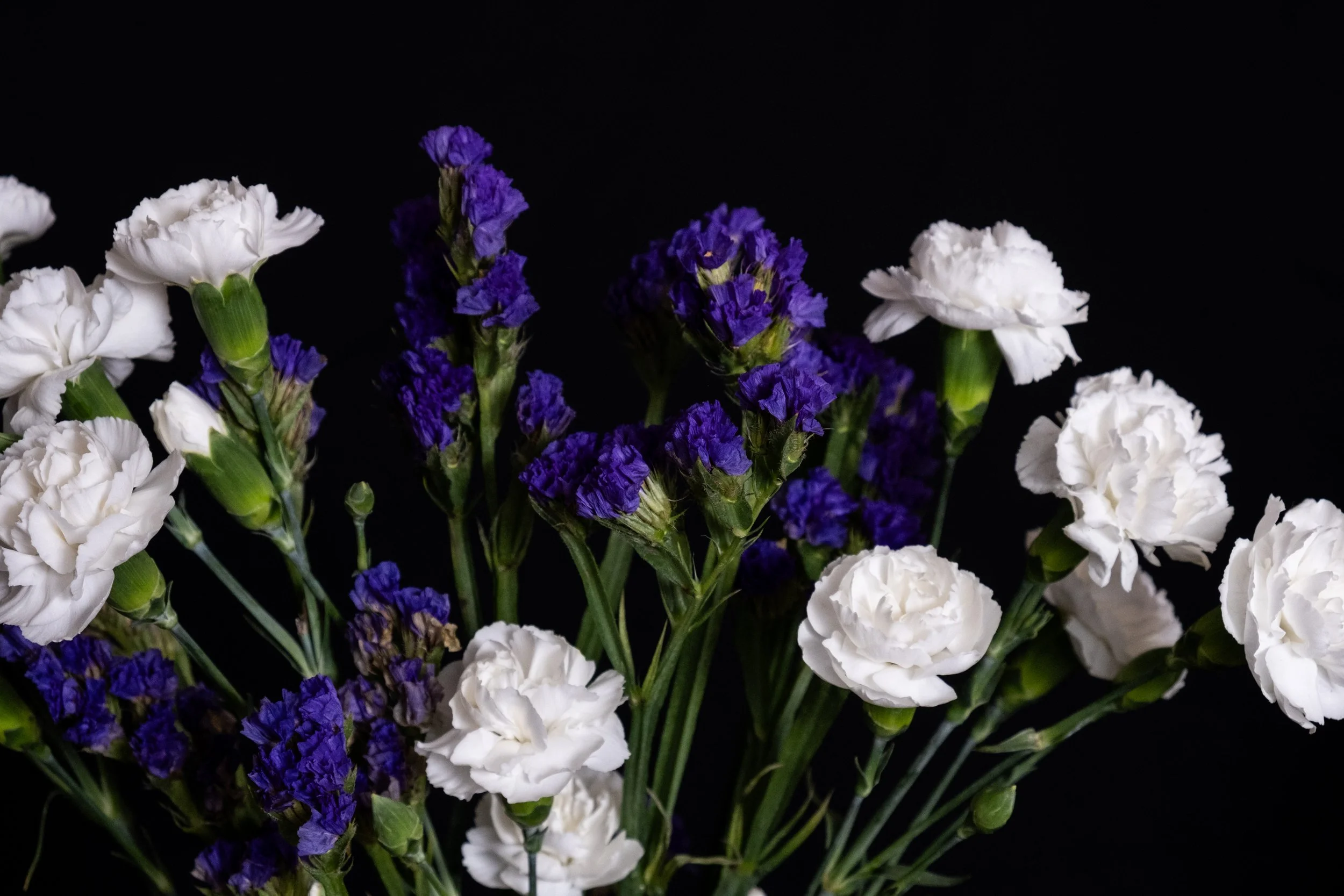 (Carnations and Hyssops)

We are equals in the grave,
where every fresh thing softens into 
the earth. 
Where names dissolve like rain in stone, and
time forgets the shapes of hands. 