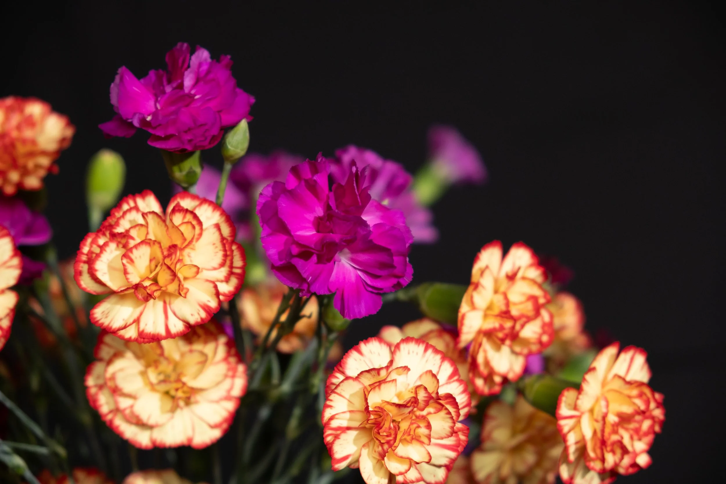 (Carnations)

To my future love,
you don’t yet know.
But I am preparing for you.
In passion and growth, finding myself.
So I can lean into you.
Into your warmth, and your wildness too. 