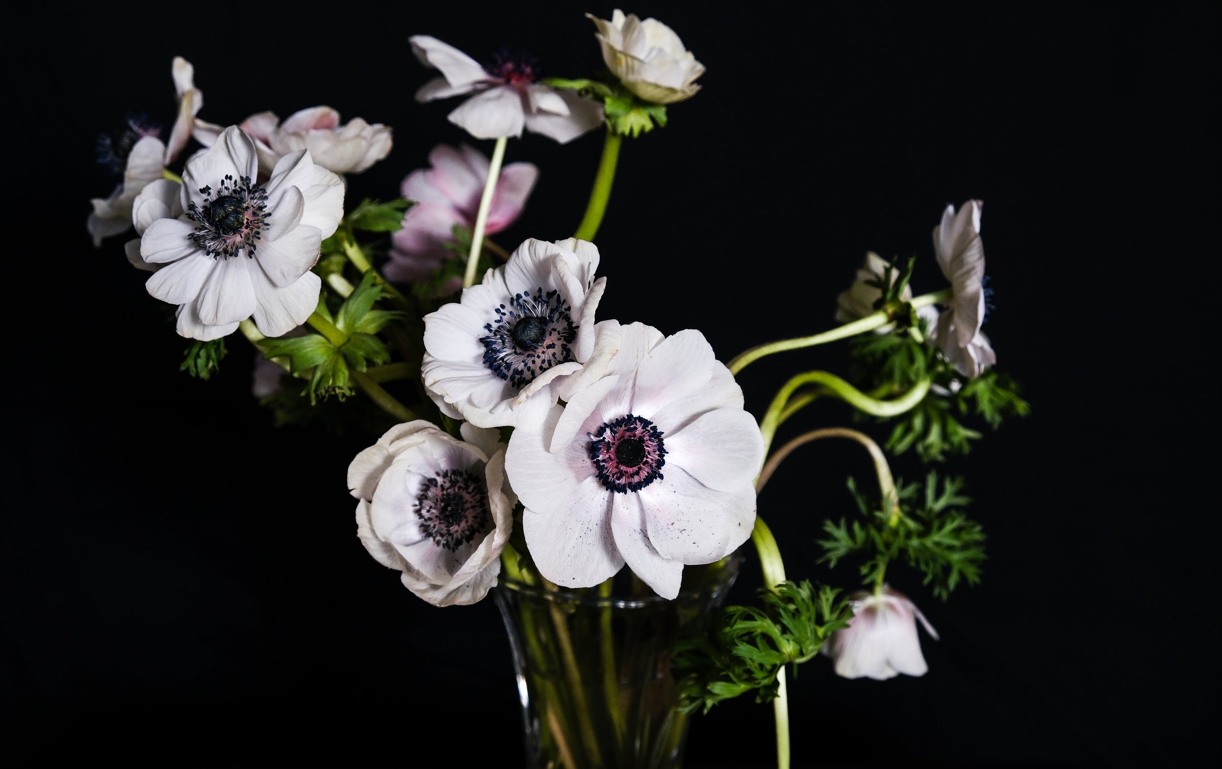 (Anemones)

The quiet surrender between one heart beat
and the next.
No.
The word rings hallowed and cold. Like the
toll of death. 
No warmth can lay between us,
between the beats that have long been silenced.