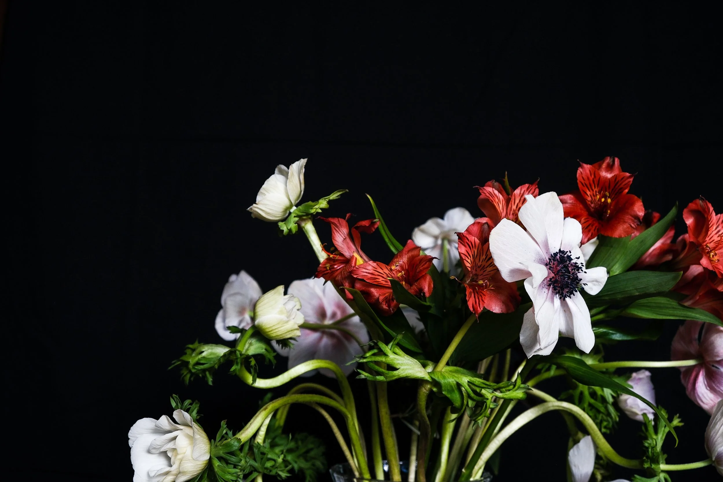 (Anemones and Amaryllis)

You are missing from me, in 
the protection that you wrought.
Trapped and caged we become what we have always
fought. 