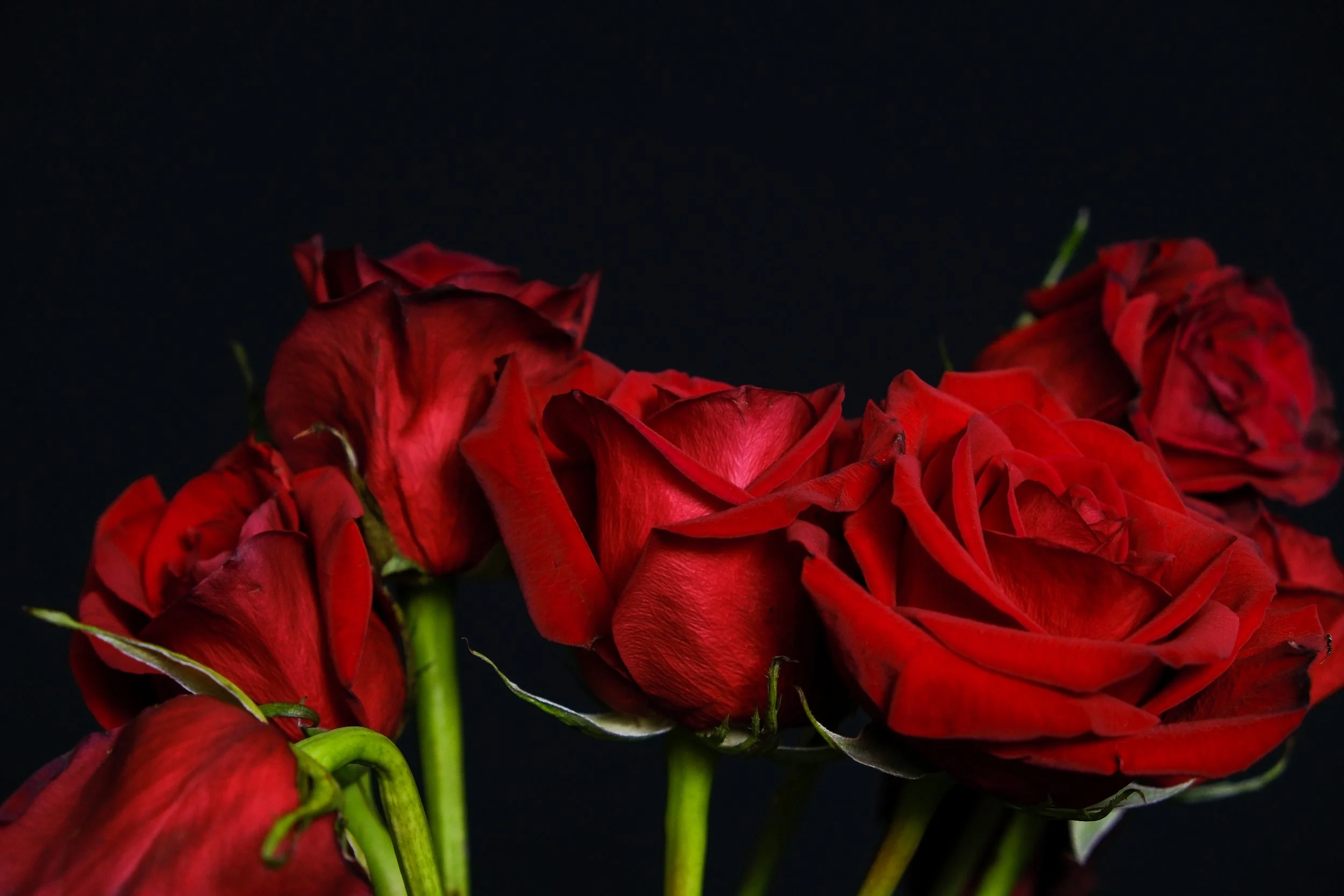 (Roses)

The tremble of my chest,
the weight of the silence holds.
As the sun paints my face in fractured light. 