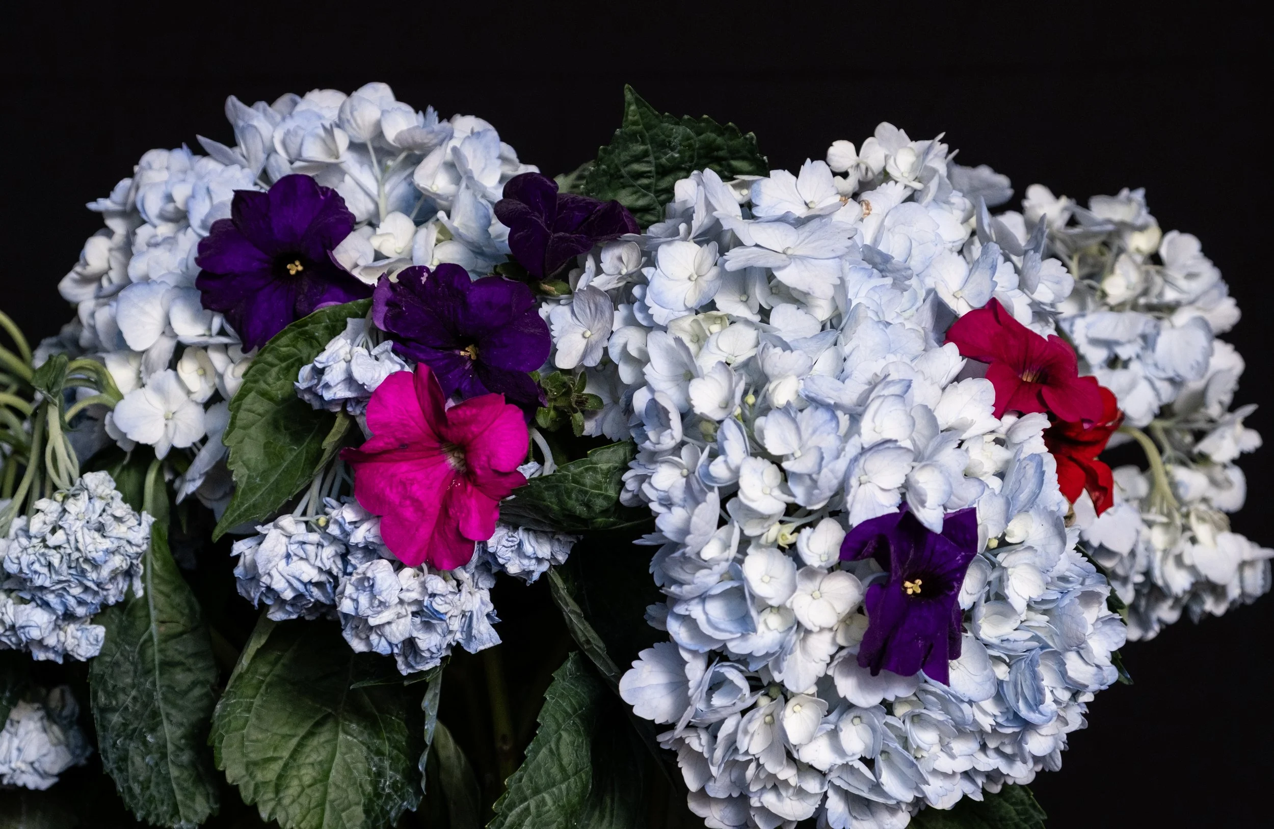 (Hydrangeas and Petunias)

Steady.
Fierce and vibrant,
a tempest brewed in the wake of my gaze. 

Steady–
a breath held between ruin and restraint.

Steady, I remained as the archaic, poisoned honey
of your words slowly dripped.
Golden, venomous thro