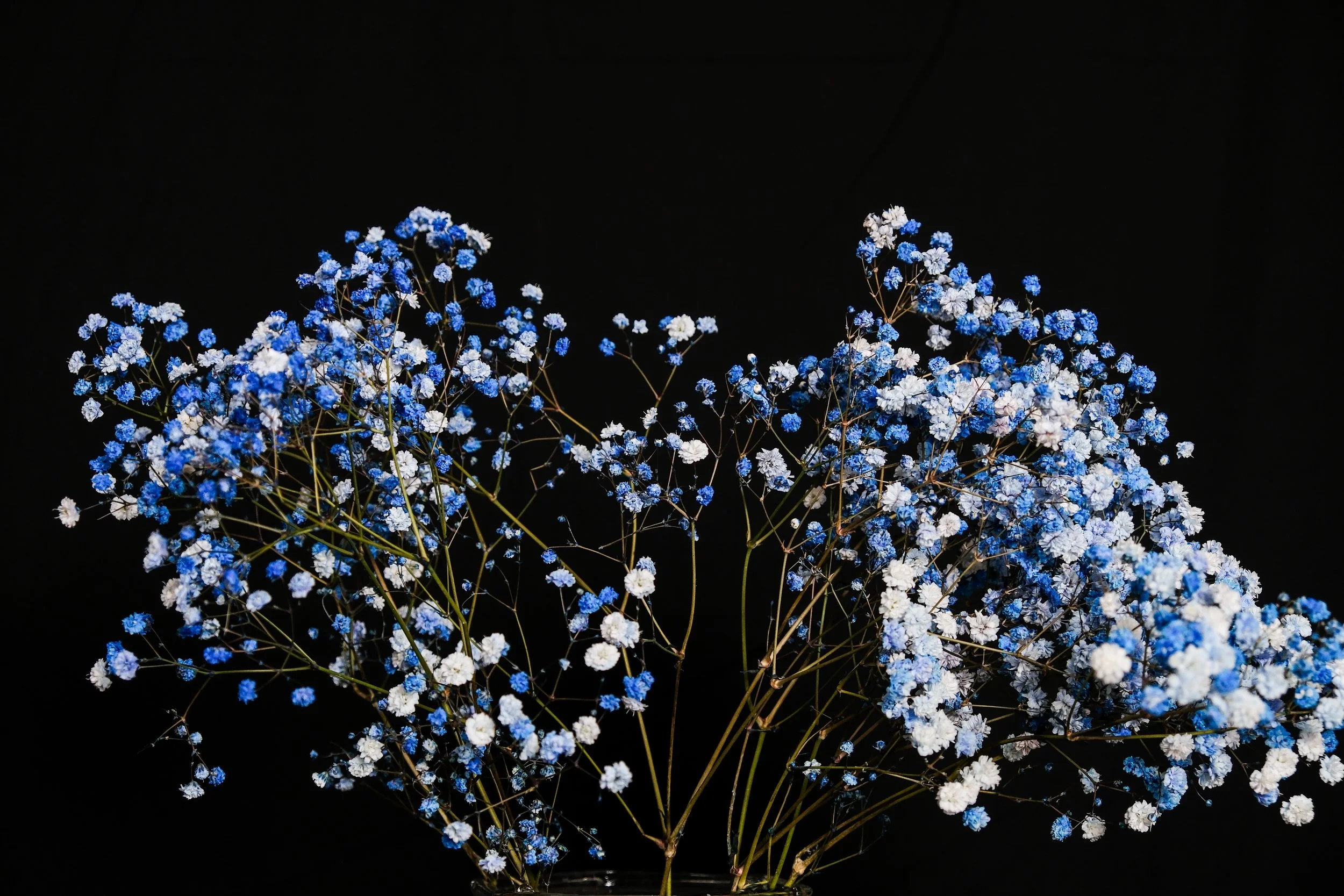 (Baby's Breath)

Chaste, in the form of light–
a steadfast presence, spilling through soft fractures,
you become.
Spreading through, overgrowing in the need to reach,
to touch the light in me.
Before it disappears behind the
hands of time. 