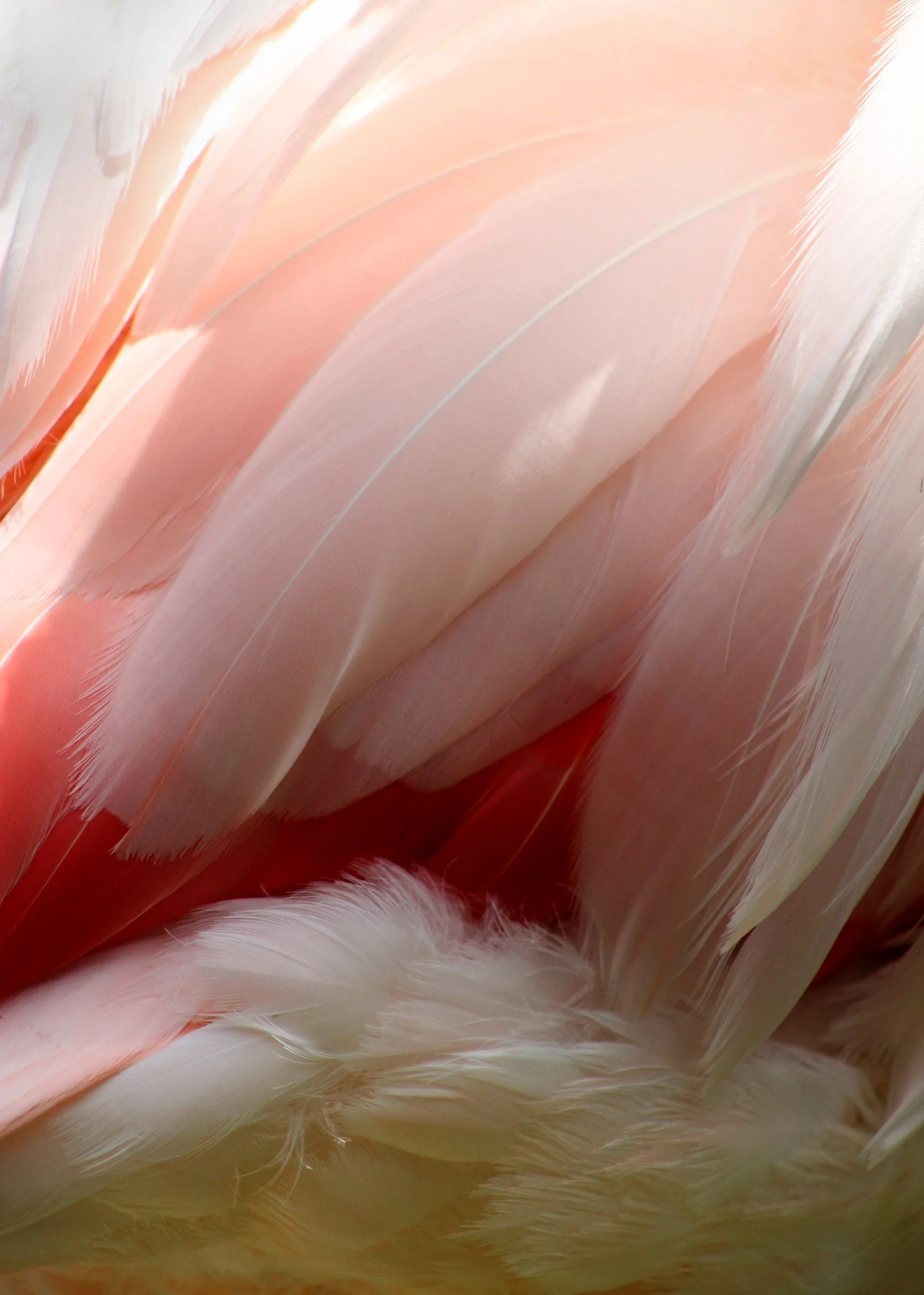 flamingo.jpg