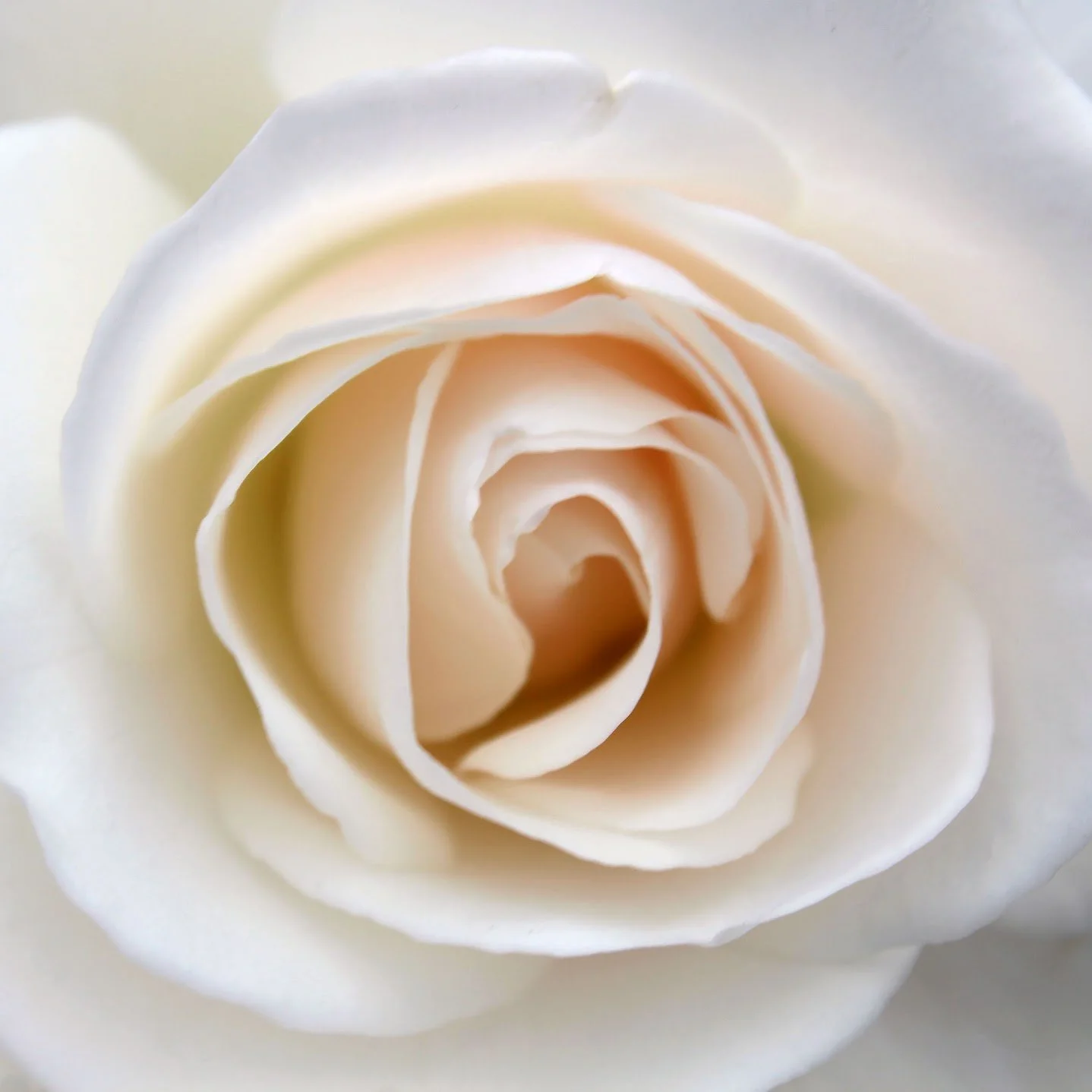 hatler_flowermacro copy.jpg