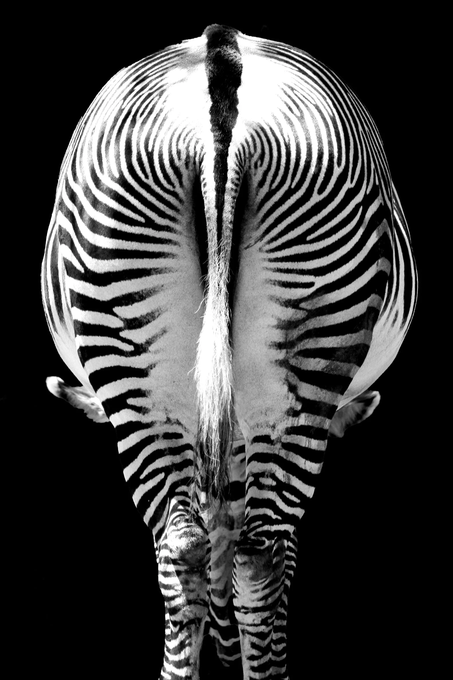 zebraprint.jpg