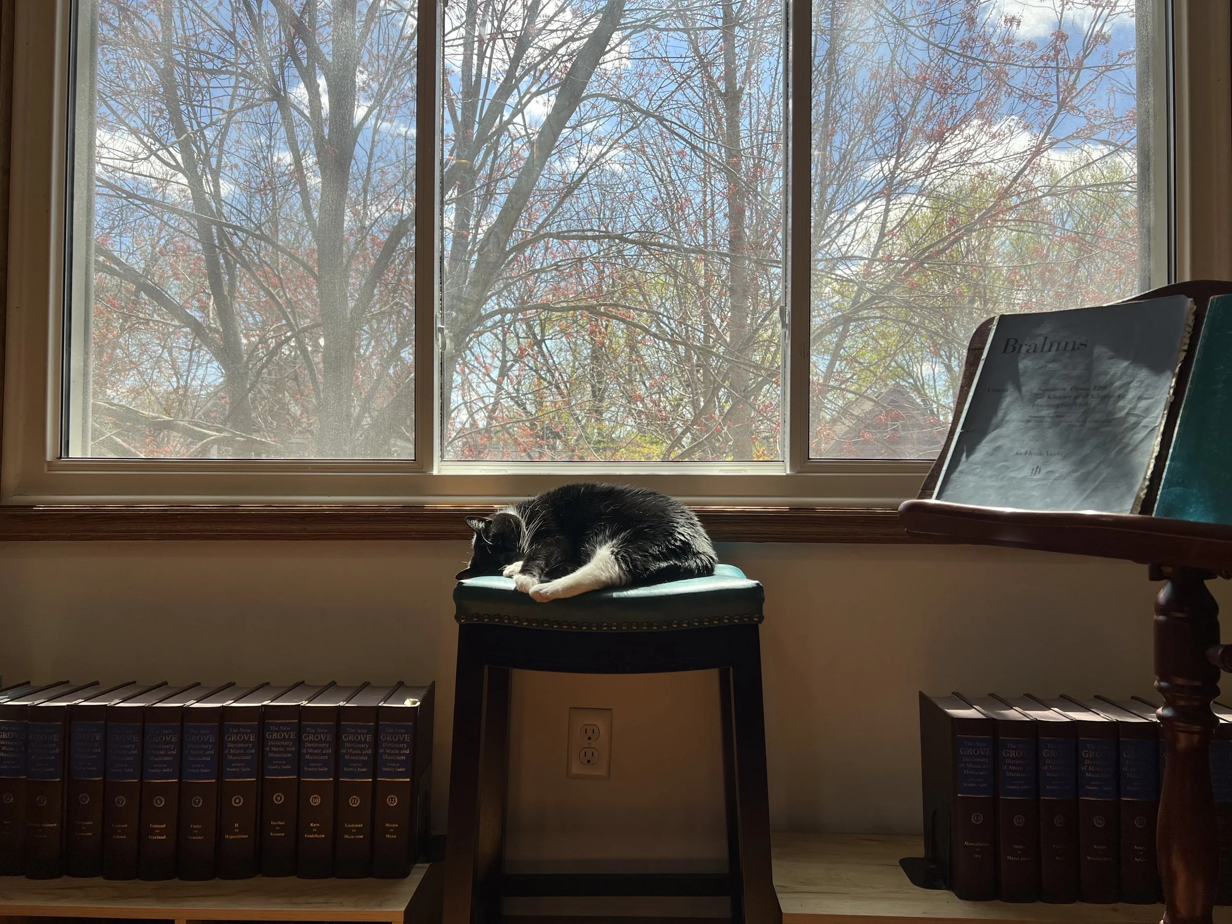 Daniel Orsen's teaching assistant, Babydoll, at his viola studio in Saint Paul, Minnesota.