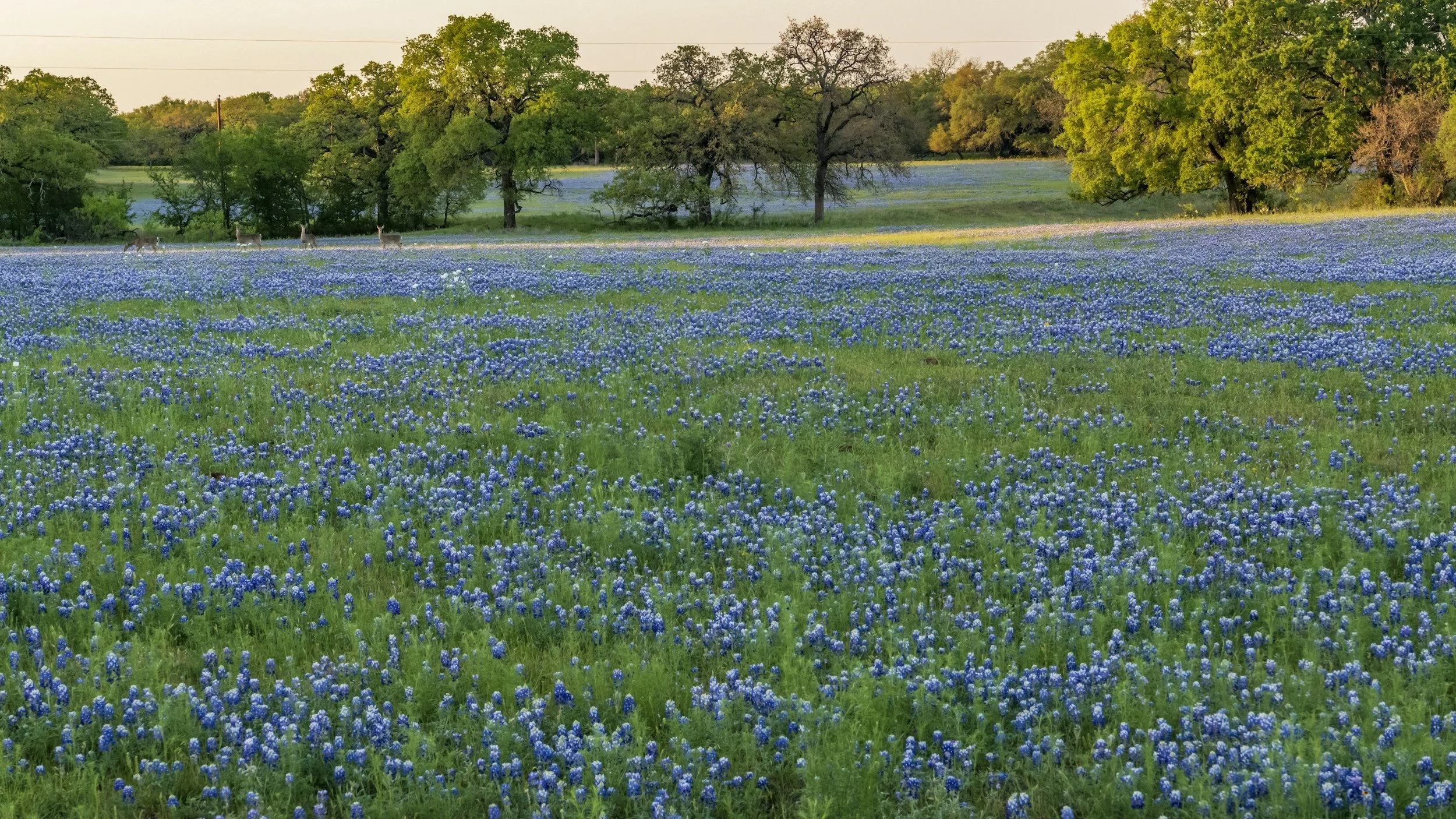 A grassy field filled with small blue flowers with a few deer walking through it. In the background, there are several trees with green foliage, and the scene is lit by warm sunlight.
