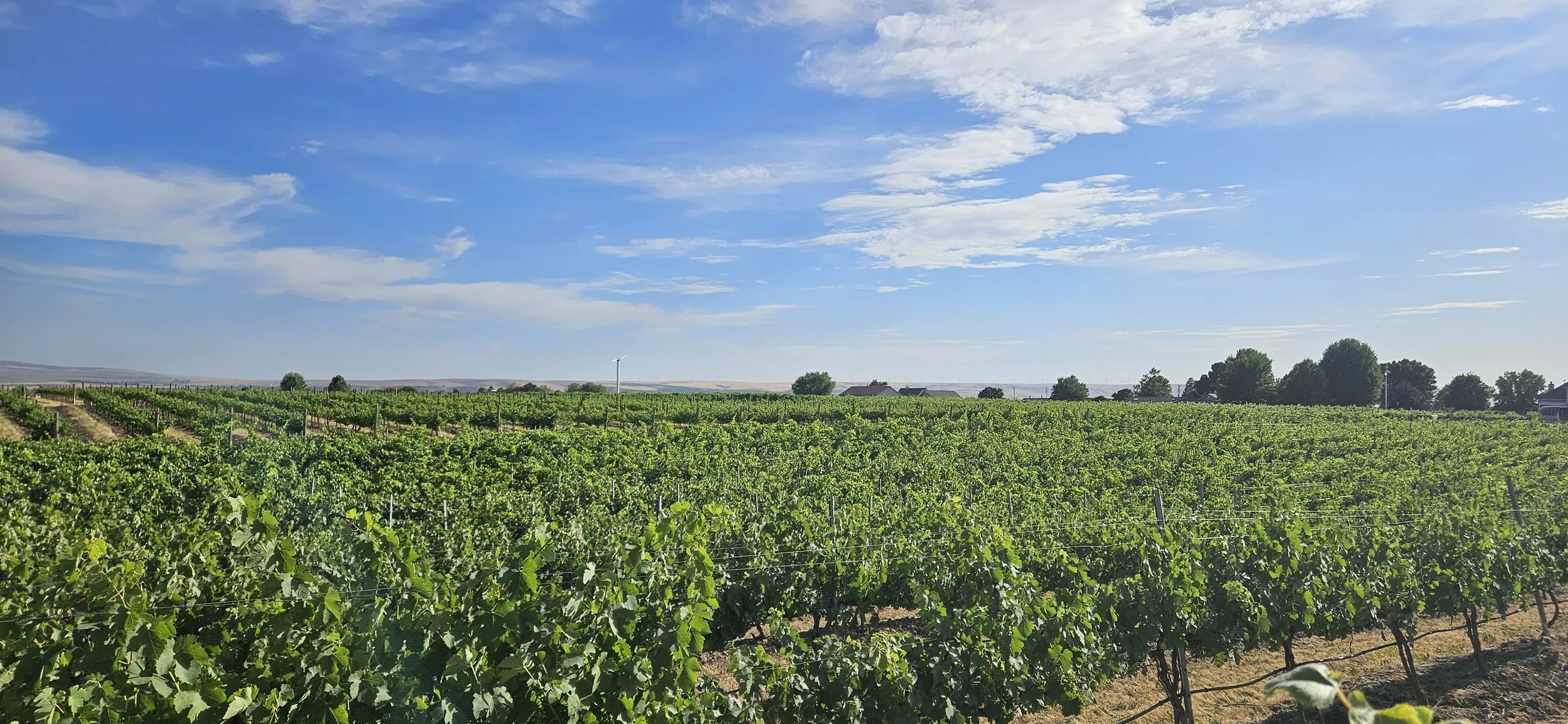 A vineyard with rows of grapevines extending into the distance, under a partly cloudy blue sky. There are some trees and a few small buildings in the background.
