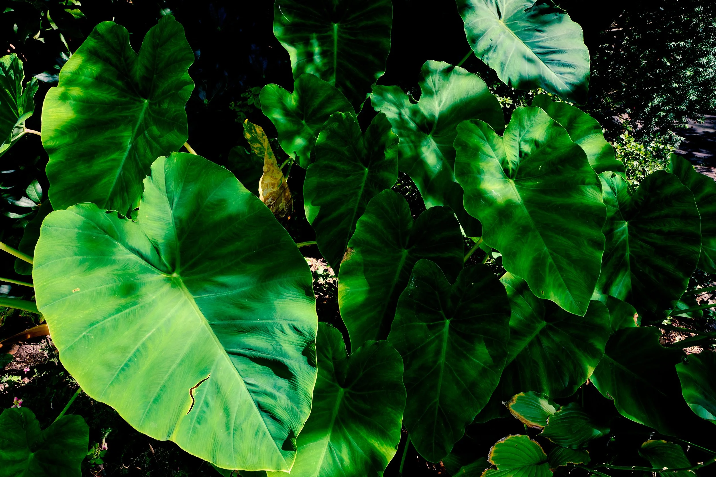 Photowalk_072_LUT.jpg