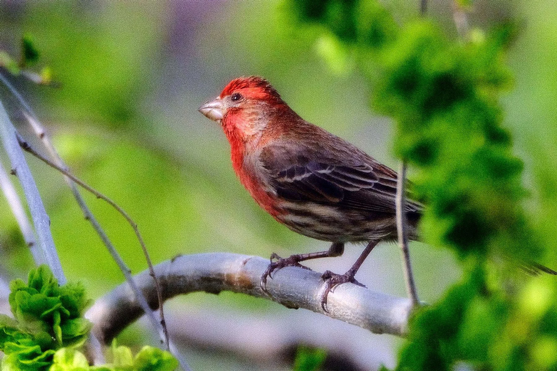 House-Finch_DSF0831.jpg