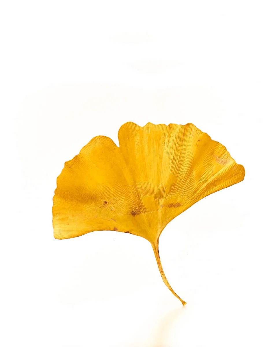 Leaf_0734_.jpg
