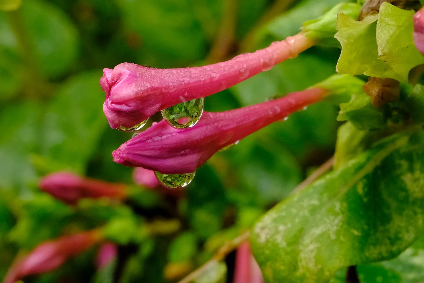 Macro_013.jpg