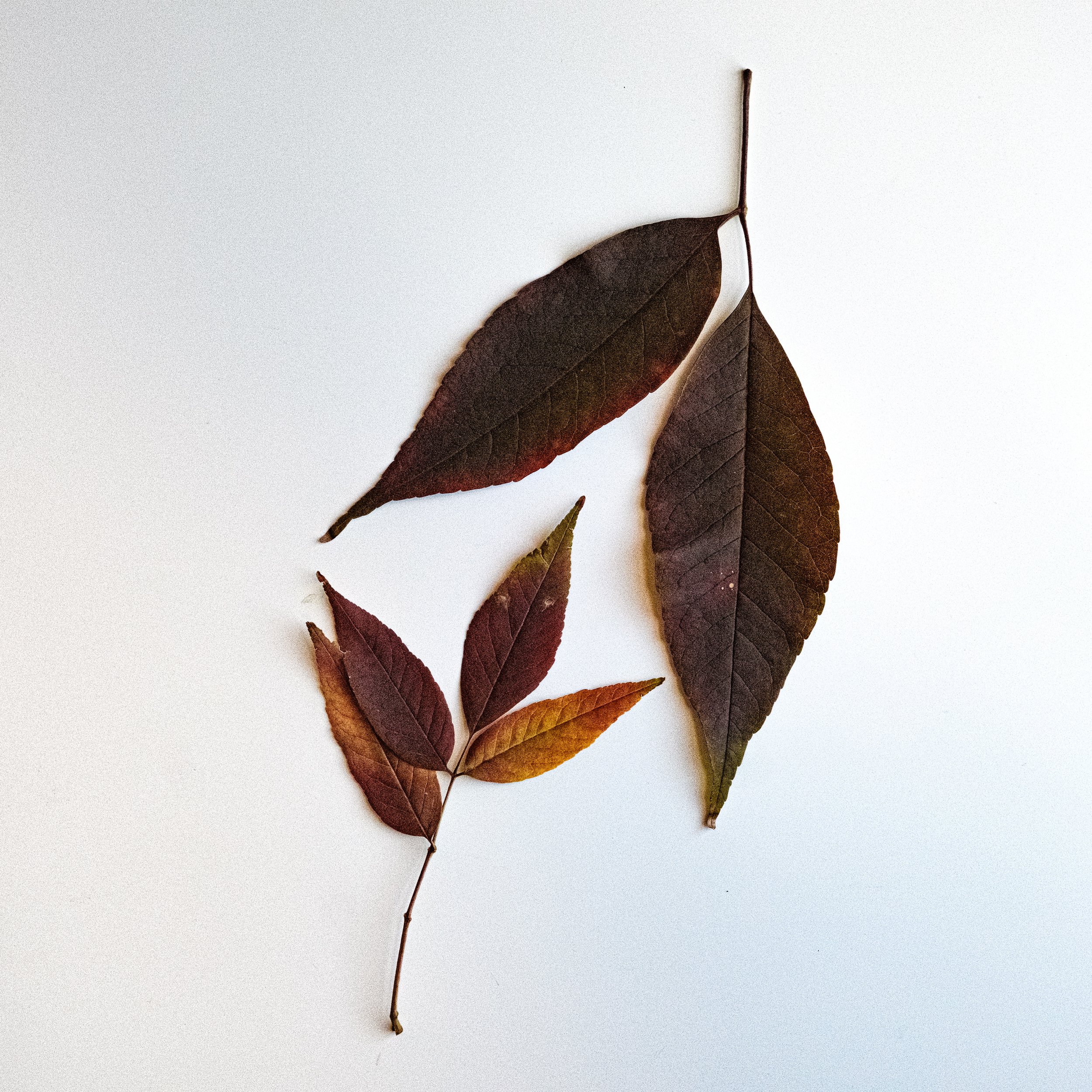 Fall Still Life-0057.jpg