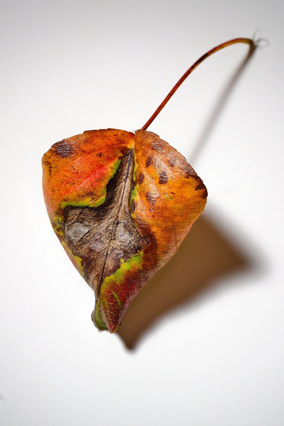 Leaf_005.jpg
