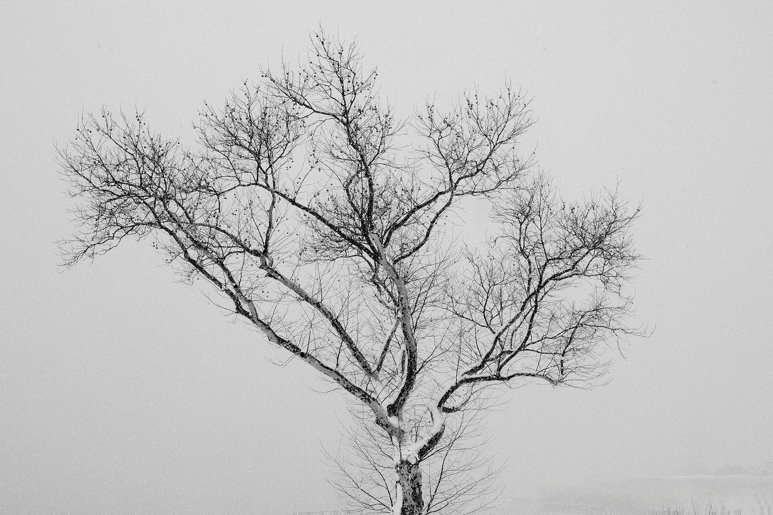 Tree_DSF0976.jpg