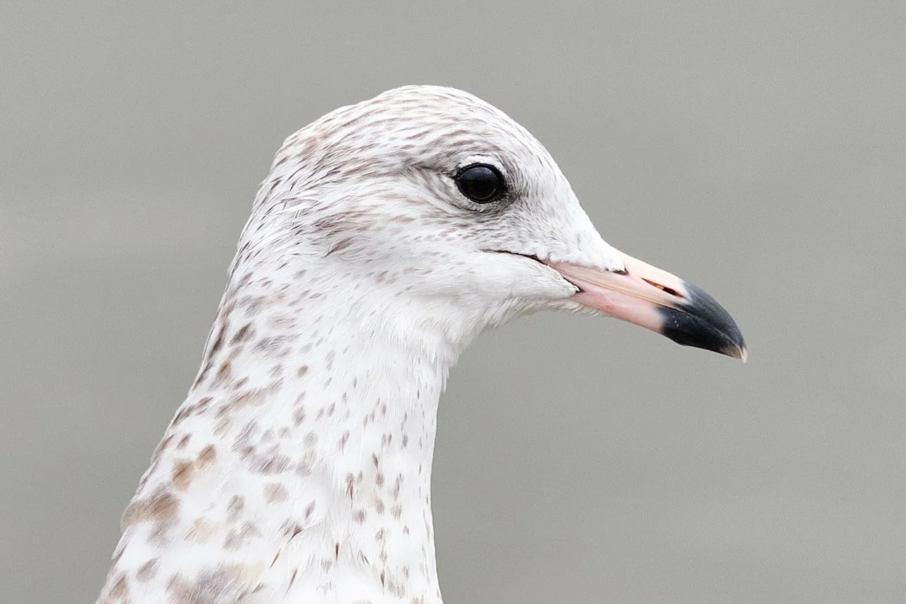 SG_90_1020_crp.jpg