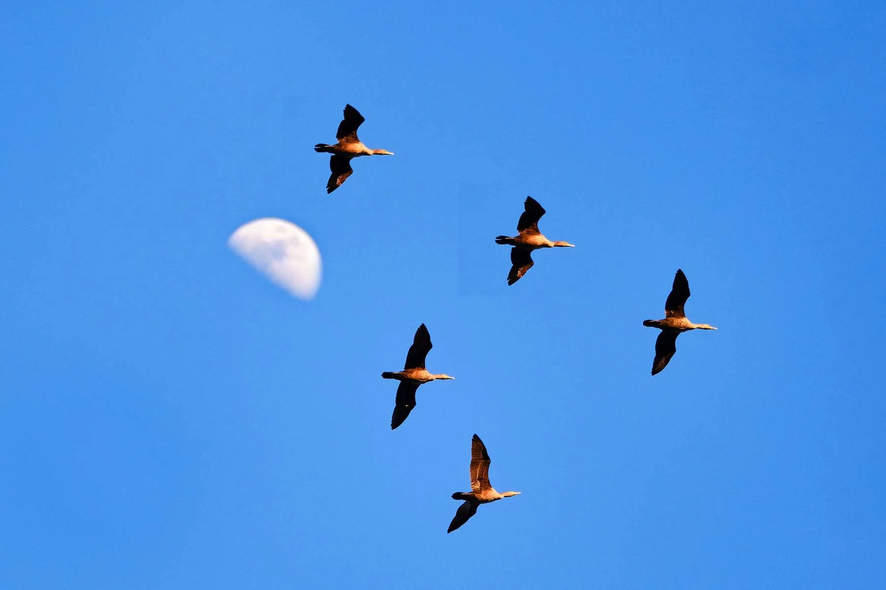 Flying-Geese_0567_adj.jpg