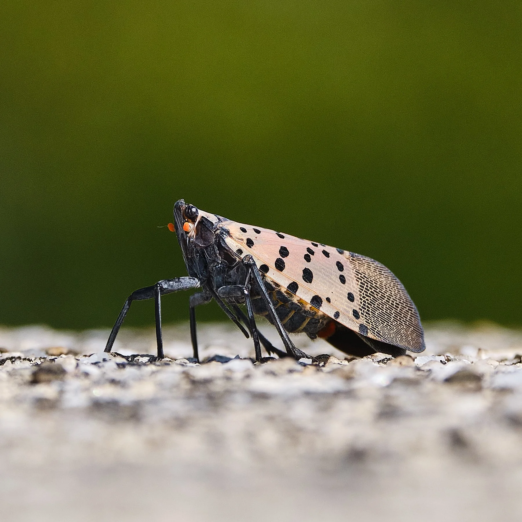 Lantern Fly_018.jpg